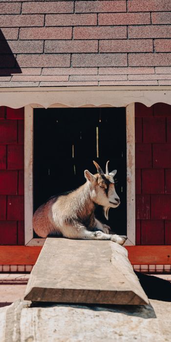 Tecpan Guatemala, Tecpan Guatemala, Guatemala, goat Wallpaper 720x1440