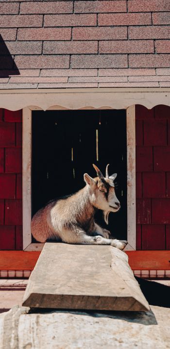 Tecpan Guatemala, Tecpan Guatemala, Guatemala, goat Wallpaper 1440x2960