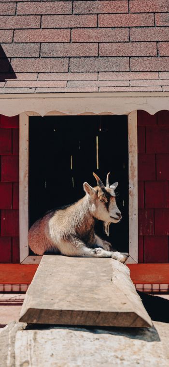 Tecpan Guatemala, Tecpan Guatemala, Guatemala, goat Wallpaper 828x1792