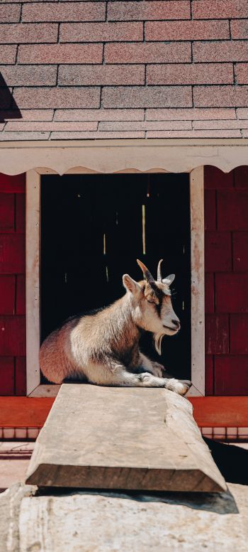 Tecpan Guatemala, Tecpan Guatemala, Guatemala, goat Wallpaper 1440x3200