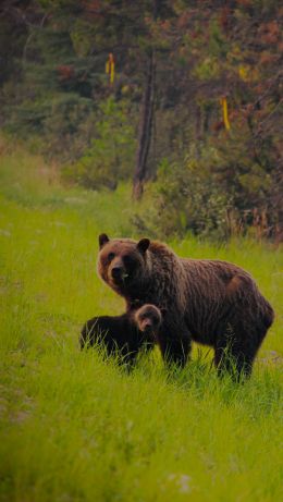 wild forest, she-bear with cubs Wallpaper 640x1136