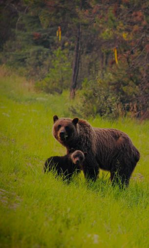 wild forest, she-bear with cubs Wallpaper 1200x2000