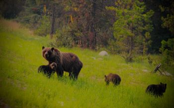 Обои 2560x1600 дикий лес, медведица с медвежатами