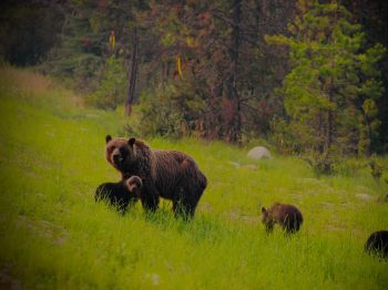 Обои 800x600 дикий лес, медведица с медвежатами
