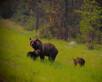 Обои 1280x1024 дикий лес, медведица с медвежатами