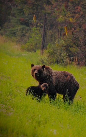 Обои 1600x2560 дикий лес, медведица с медвежатами