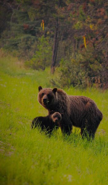 wild forest, she-bear with cubs Wallpaper 600x1024