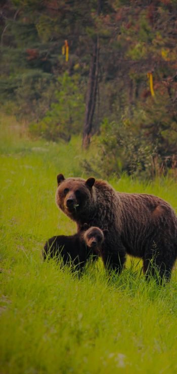 Обои 1080x2280 дикий лес, медведица с медвежатами