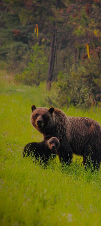Обои 1440x3200 дикий лес, медведица с медвежатами