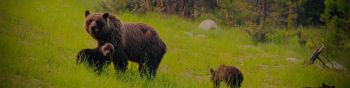 wild forest, she-bear with cubs Wallpaper 1590x400