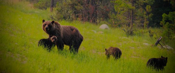 wild forest, she-bear with cubs Wallpaper 3440x1440