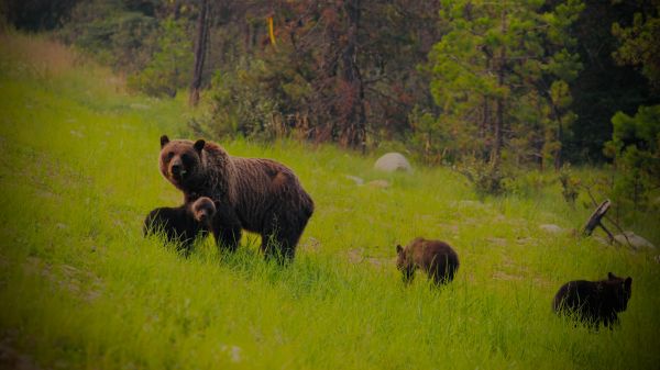 Обои 1600x900 дикий лес, медведица с медвежатами