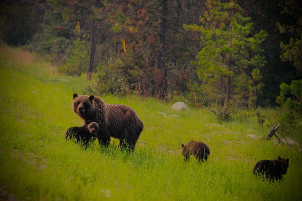 wild forest, she-bear with cubs Wallpaper 5184x3456