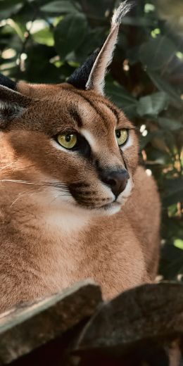 Metropolitan City of Naples, zoo of naples, lynx Wallpaper 720x1440