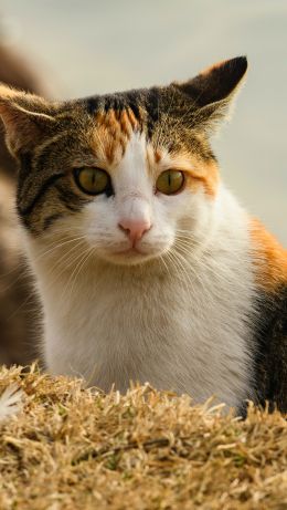 domestic cat, pet, yellow eyes Wallpaper 640x1136
