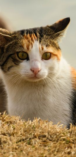 Обои 1440x2960 домашняя кошка, домашний питомец, желтые глаза
