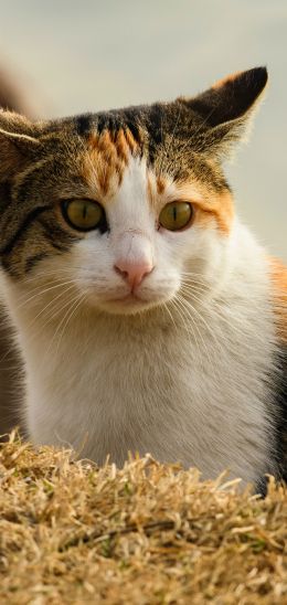Обои 1080x2280 домашняя кошка, домашний питомец, желтые глаза
