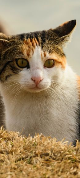 Обои 720x1600 домашняя кошка, домашний питомец, желтые глаза