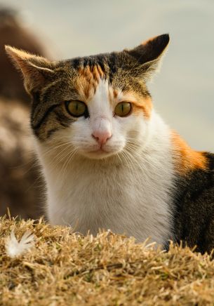 Обои 1668x2388 домашняя кошка, домашний питомец, желтые глаза