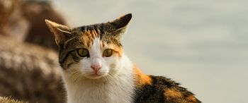 Обои 3440x1440 домашняя кошка, домашний питомец, желтые глаза