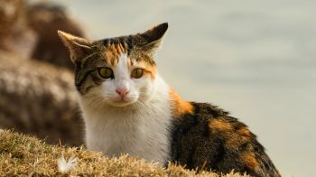 Обои 2048x1152 домашняя кошка, домашний питомец, желтые глаза