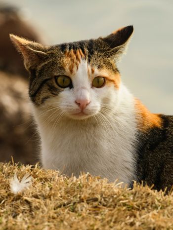 Обои 1668x2224 домашняя кошка, домашний питомец, желтые глаза