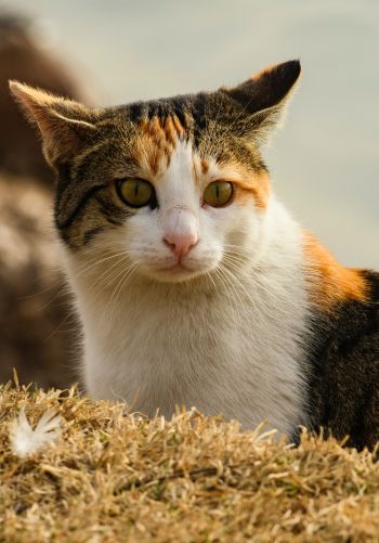 Обои 1668x2388 домашняя кошка, домашний питомец, желтые глаза
