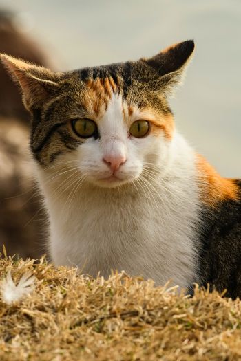 Обои 640x960 домашняя кошка, домашний питомец, желтые глаза