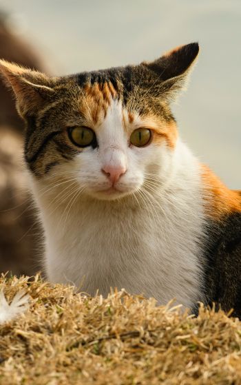 domestic cat, pet, yellow eyes Wallpaper 1752x2800