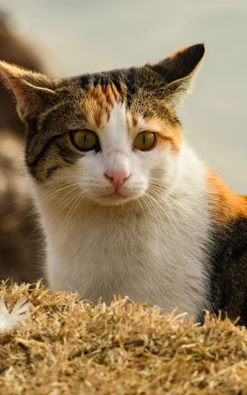 Обои 1200x1920 домашняя кошка, домашний питомец, желтые глаза