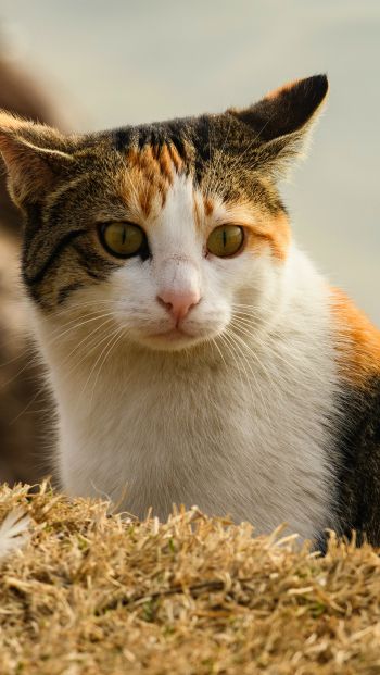 Обои 640x1136 домашняя кошка, домашний питомец, желтые глаза