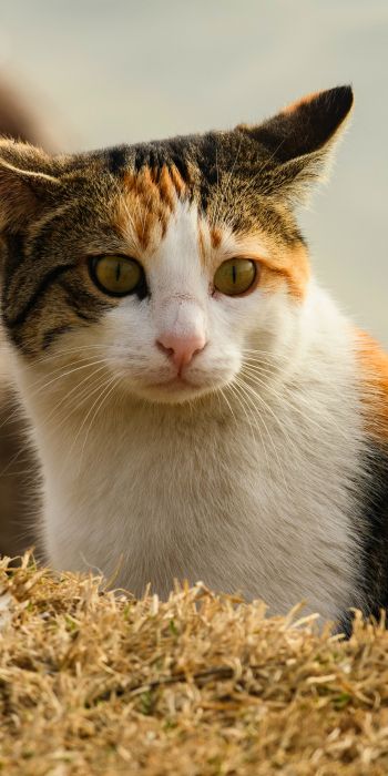 Обои 720x1440 домашняя кошка, домашний питомец, желтые глаза