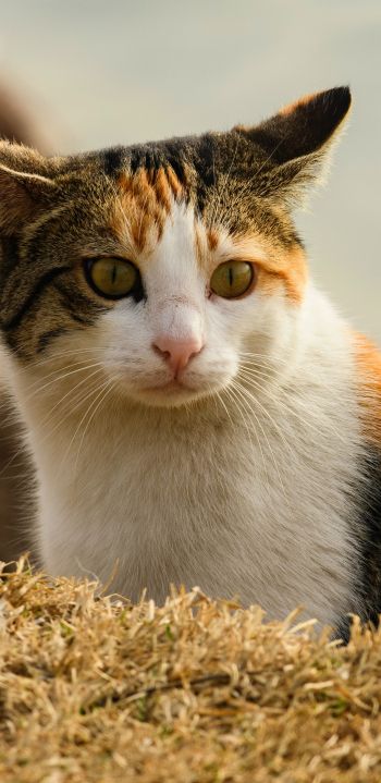 Обои 1080x2220 домашняя кошка, домашний питомец, желтые глаза