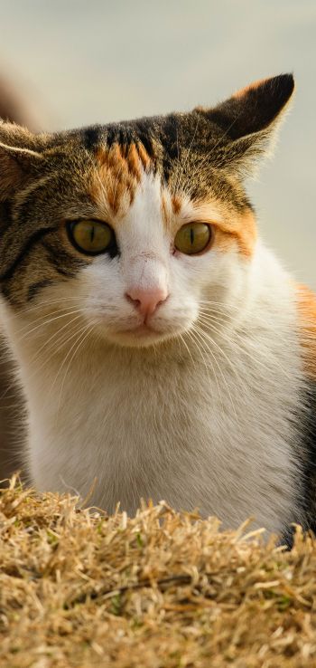 domestic cat, pet, yellow eyes Wallpaper 1080x2280