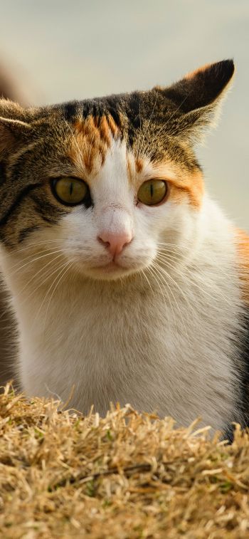 domestic cat, pet, yellow eyes Wallpaper 1284x2778