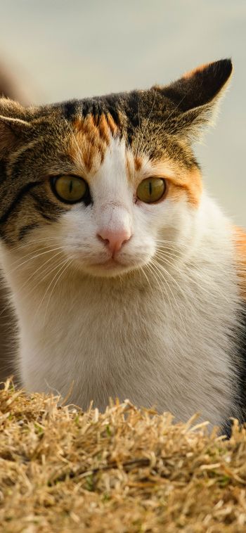 domestic cat, pet, yellow eyes Wallpaper 1080x2340