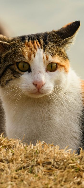 Обои 1440x3200 домашняя кошка, домашний питомец, желтые глаза