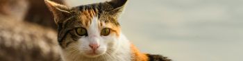 Обои 1590x400 домашняя кошка, домашний питомец, желтые глаза