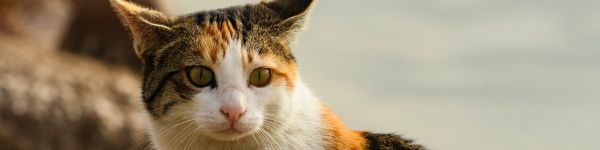 domestic cat, pet, yellow eyes Wallpaper 1590x400