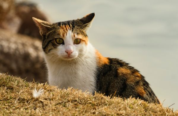 domestic cat, pet, yellow eyes Wallpaper 5418x3522