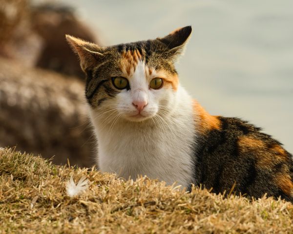 domestic cat, pet, yellow eyes Wallpaper 1280x1024