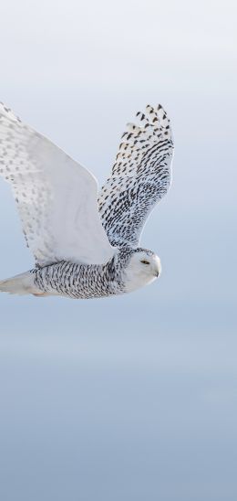 wild bird, owl, flight Wallpaper 1080x2280