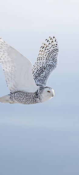 wild bird, owl, flight Wallpaper 1440x3200