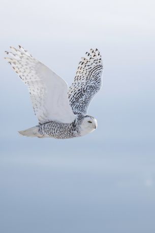 wild bird, owl, flight Wallpaper 640x960