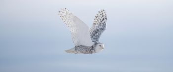 wild bird, owl, flight Wallpaper 3440x1440