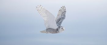 wild bird, owl, flight Wallpaper 2560x1080