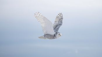 wild bird, owl, flight Wallpaper 1366x768