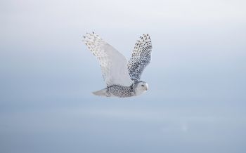wild bird, owl, flight Wallpaper 2560x1600