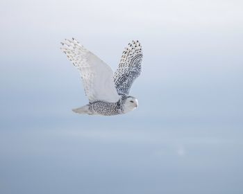wild bird, owl, flight Wallpaper 1280x1024