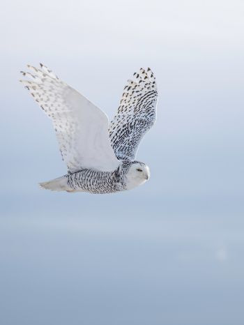 wild bird, owl, flight Wallpaper 1620x2160